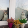 Snowe i Blansheet Blanki