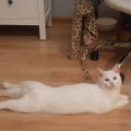 Snowe Blanki